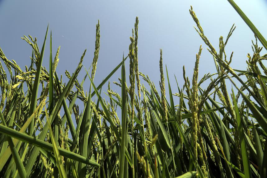 Rice growing in Northern Greece.