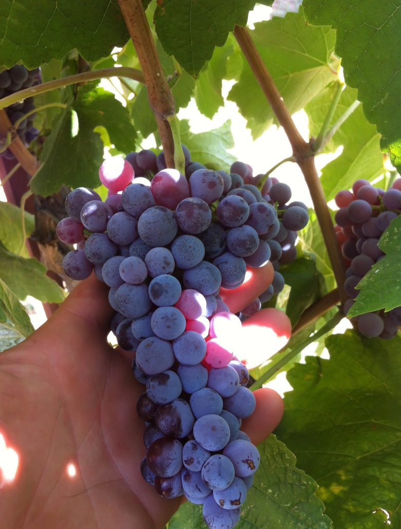 Greek Wine Moschofilero