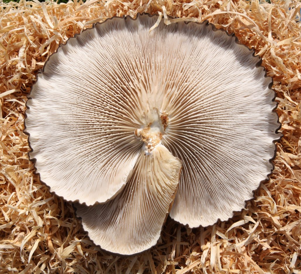 Meet the Mushroomers